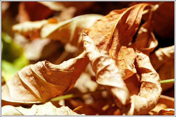 photo "Autumn with AGFA 1" tags: nature, flowers