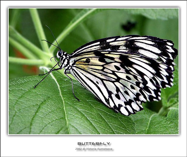 photo "Butterfly-2" tags: macro and close-up, nature, insect