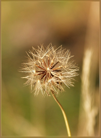 photo "**" tags: nature, flowers