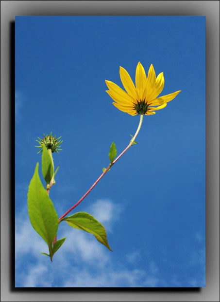 photo "Note "F"" tags: nature, flowers