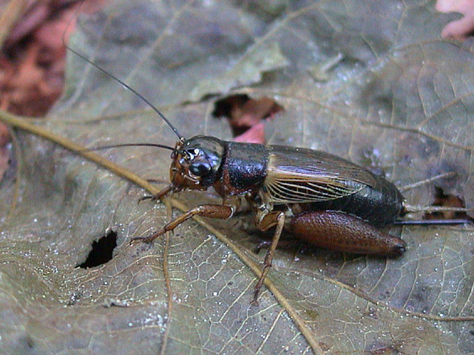 photo "Cricket" tags: macro and close-up, nature, insect