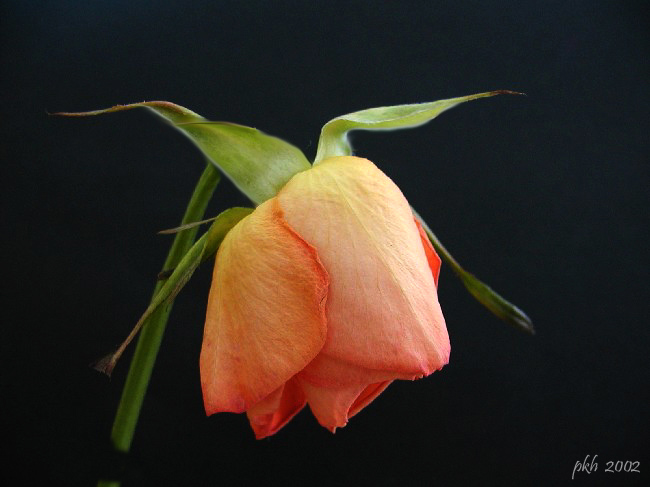 фото "Orange rose" метки: природа, цветы