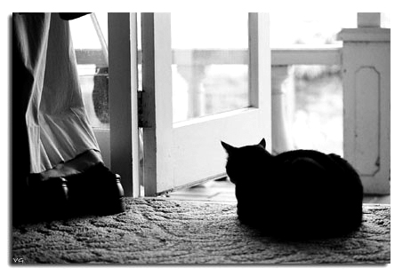 фото ""The Door Into Summer"" метки: природа, домашние животные
