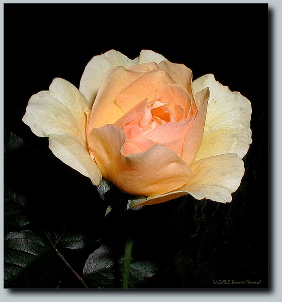 фото "Night Blooming" метки: природа, макро и крупный план, цветы