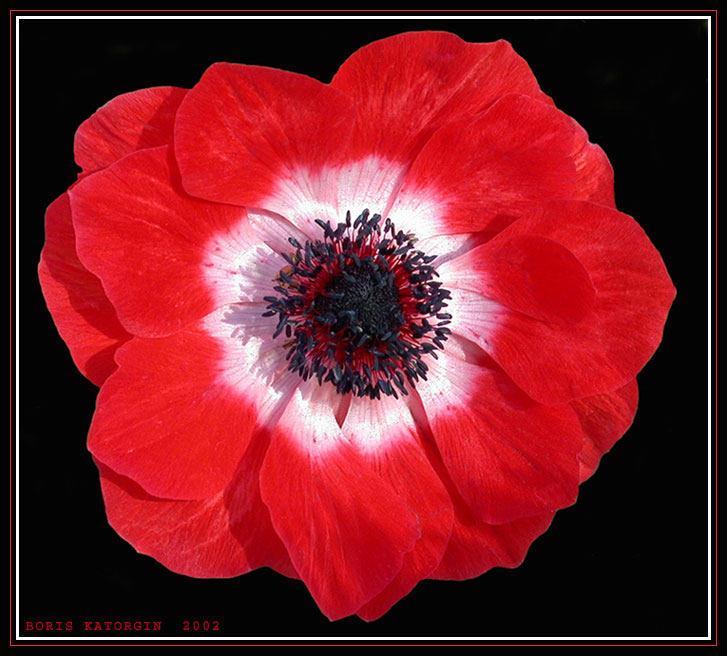 photo "Red - black etude" tags: nature, macro and close-up, flowers