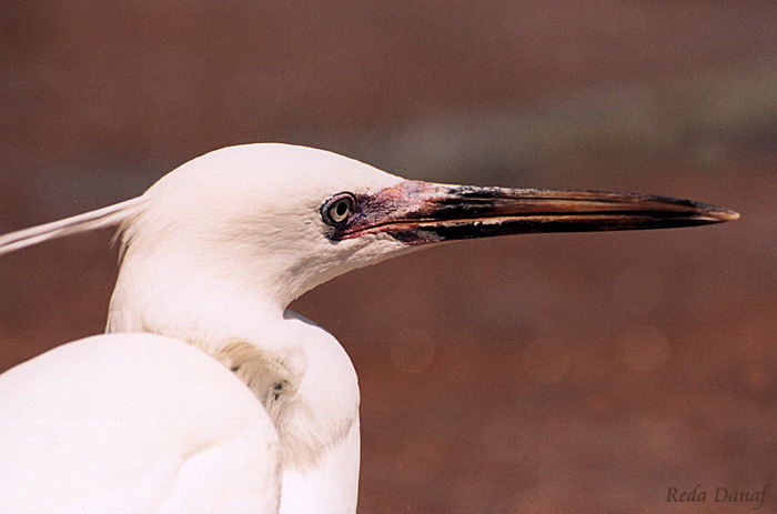 photo "White Heron" tags: travel, nature, Africa, wild animals