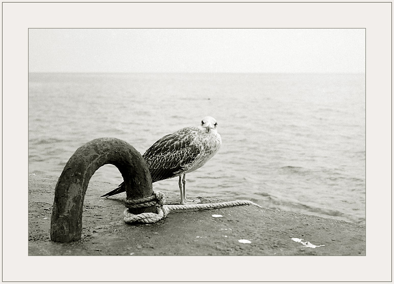 фото "Морская парковка" метки: природа, жанр, дикие животные