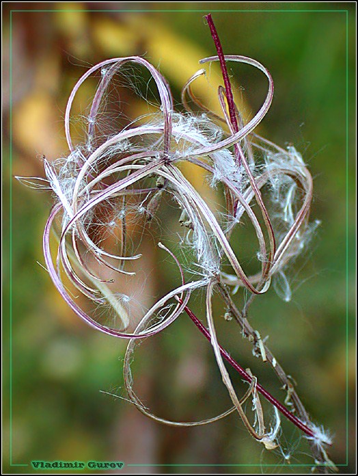 photo "3d-phantasy" tags: nature, macro and close-up, flowers