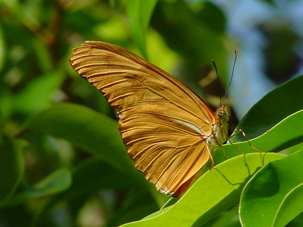 photo "Golden Butterfly" tags: nature, insect