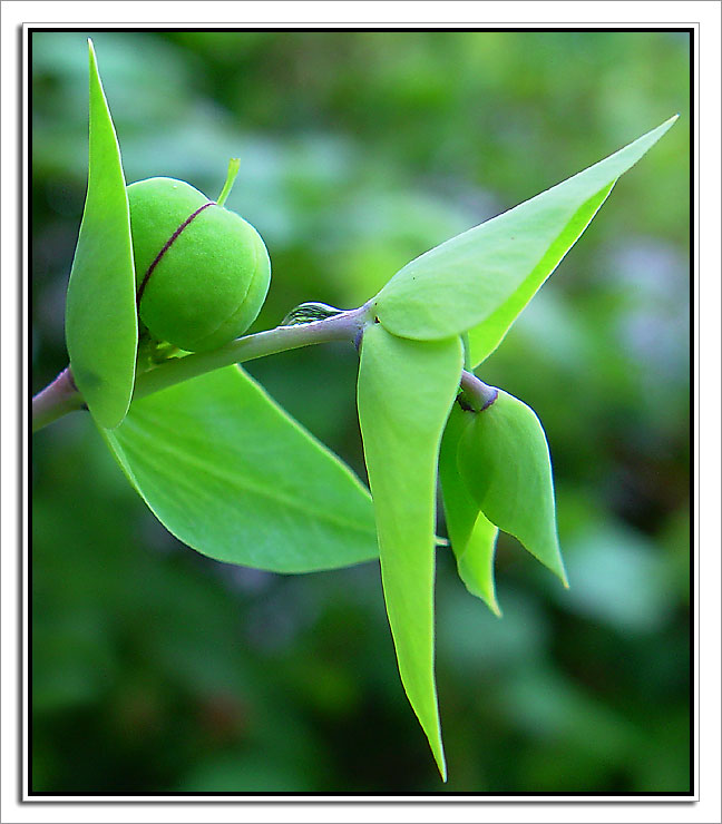 photo "Green flower" tags: nature, macro and close-up, flowers