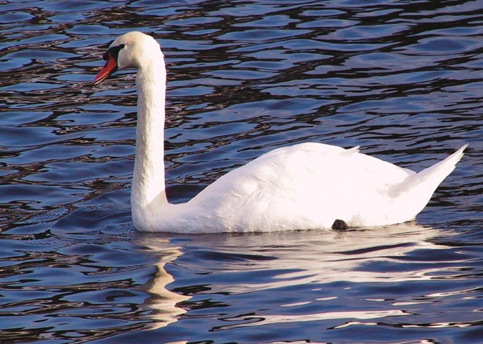 photo "White Swan on Blue Velvet" tags: nature, wild animals