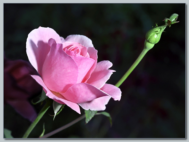 photo "Simply the Rose" tags: nature, macro and close-up, flowers