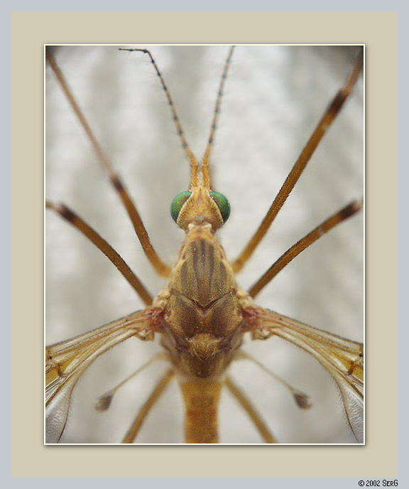 фото "Комар. Портрет 1 из 2." метки: макро и крупный план, природа, насекомое