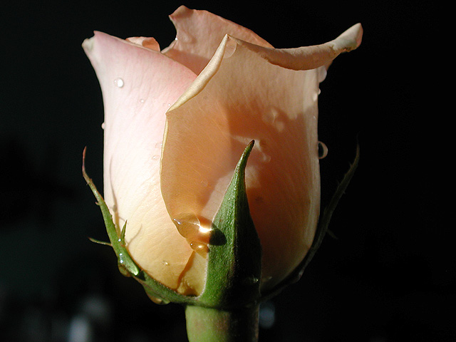 photo "Chalice" tags: macro and close-up, nature, flowers