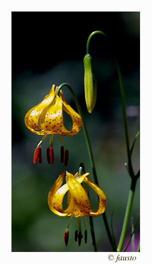 photo "Leopard Lilly" tags: nature, flowers