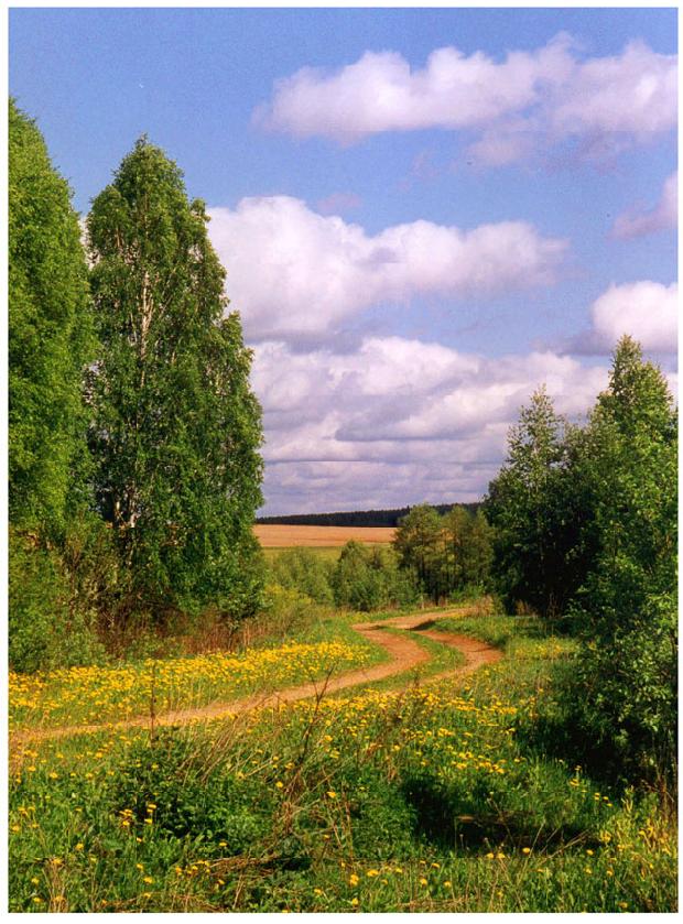 photo "Spring" tags: landscape, forest, spring