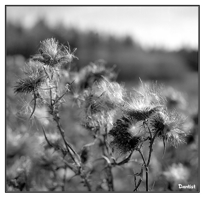 фото "Репей" метки: природа, цветы