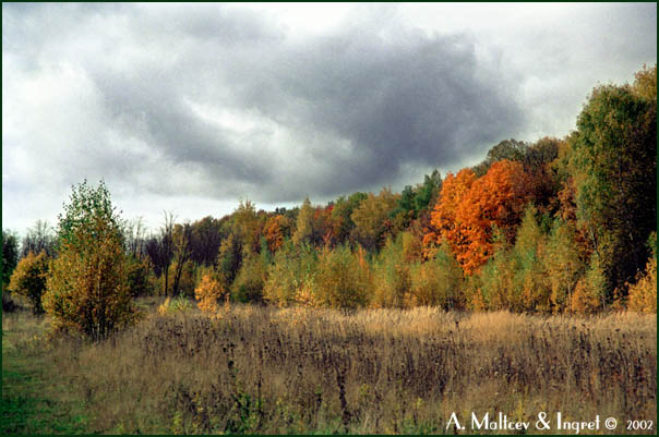photo "Untitled photo" tags: landscape, autumn, forest