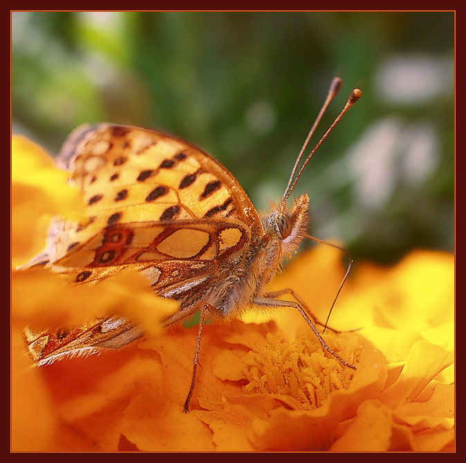 фото "Краски Осени" метки: макро и крупный план, природа, насекомое