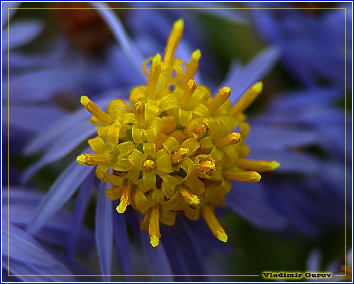 photo "Hues of melancholy" tags: nature, macro and close-up, flowers