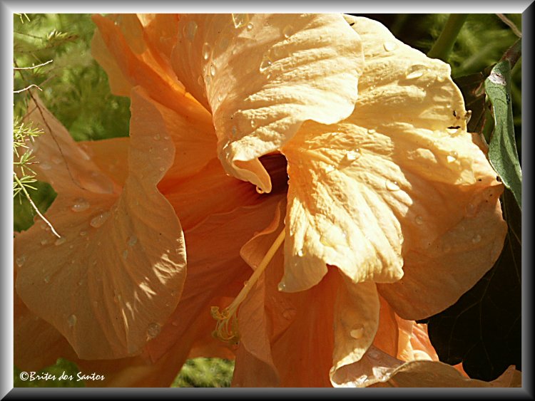 photo "tears from a flower...." tags: nature, flowers