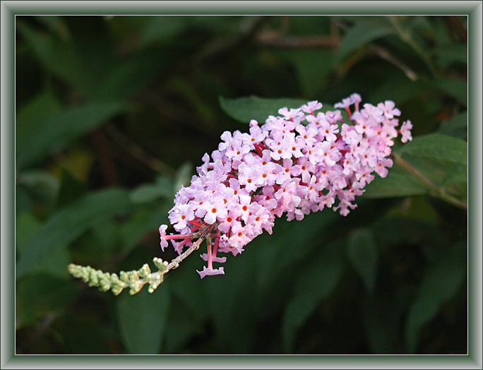 photo "Floweret" tags: nature, flowers