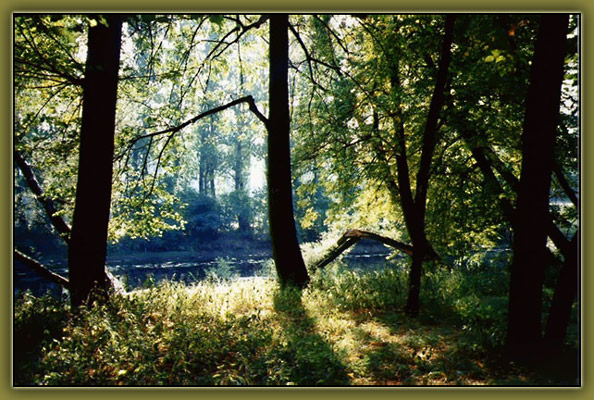 photo "Park Ekateringof" tags: landscape, nature, forest