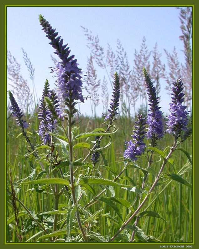 photo "Meadow flowers" tags: nature, landscape, flowers, summer