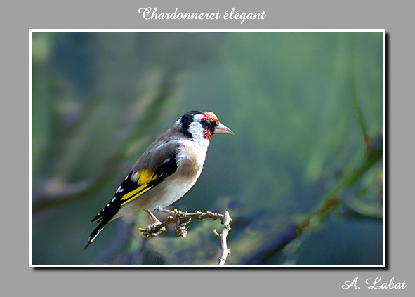 photo "chardonneret" tags: nature, pets/farm animals