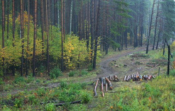 photo "Wood" tags: landscape, autumn