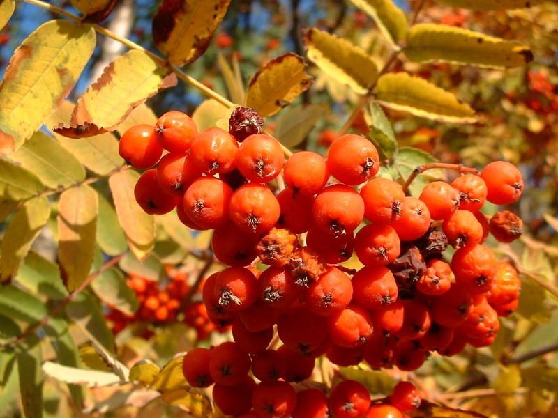 photo "Mountain ash" tags: macro and close-up, 