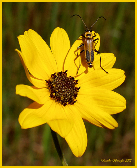 photo "Just Hanging Out" tags: macro and close-up, nature, insect