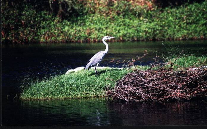 фото "Birds on the Nile." метки: природа, путешествия, Африка