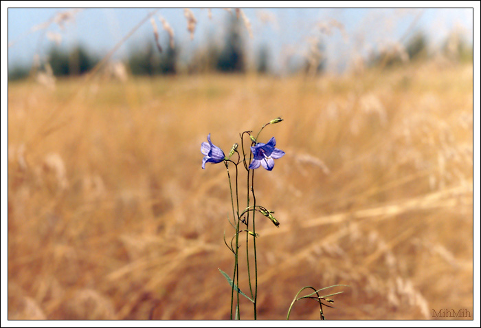 photo "Bluebell" tags: nature, landscape, flowers, summer