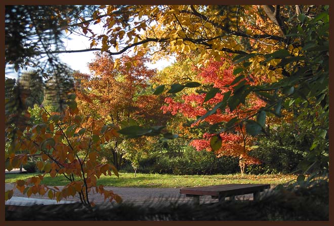фото "Сквозь ветви" метки: пейзаж, природа, осень, цветы