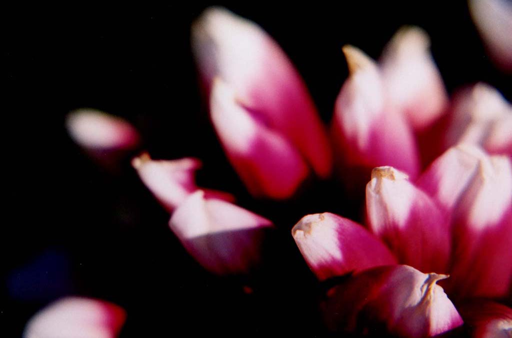 photo "Pink rocks" tags: nature, macro and close-up, flowers