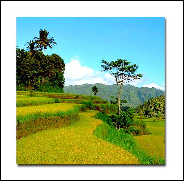 фото "Rice terraced-fields" метки: природа, путешествия, Азия, цветы