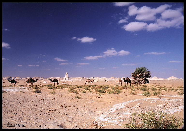 photo "Desert Scape #1" tags: landscape, travel, Africa
