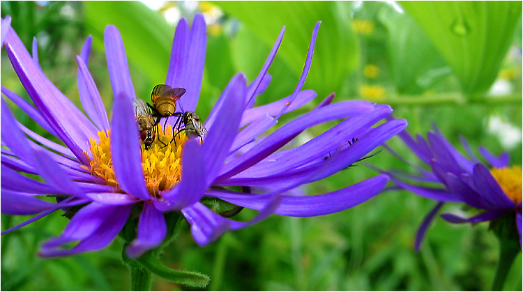 фото "Looking for food" метки: природа, насекомое, цветы