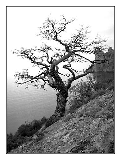 photo "The lonely tree" tags: landscape, mountains