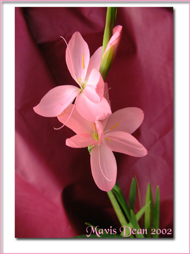 photo "Pink Kaffir Lily" tags: nature, macro and close-up, flowers