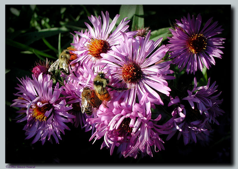 photo "Autumn Dance" tags: nature, flowers, insect