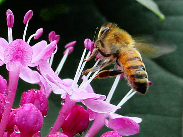 фото "Worker Bee Working" метки: природа, насекомое