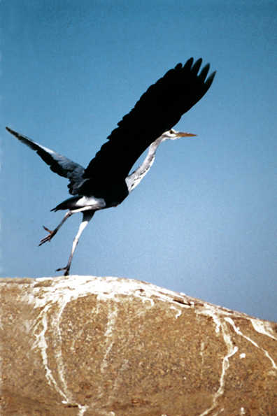 фото "Birds on the Nile 2" метки: природа, путешествия, Африка