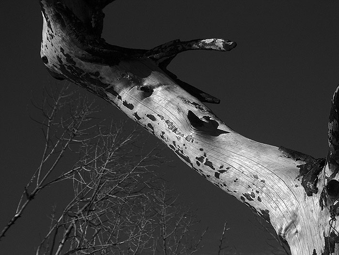 photo "Burned tree" tags: nature, 
