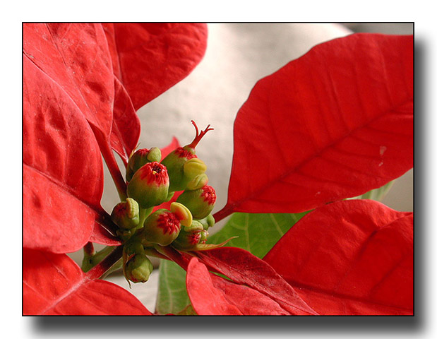 photo "Red Popups" tags: macro and close-up, nature, flowers