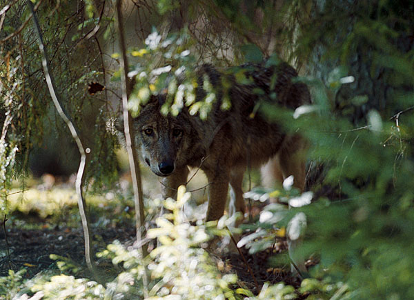 фото "Wolf" метки: природа, дикие животные