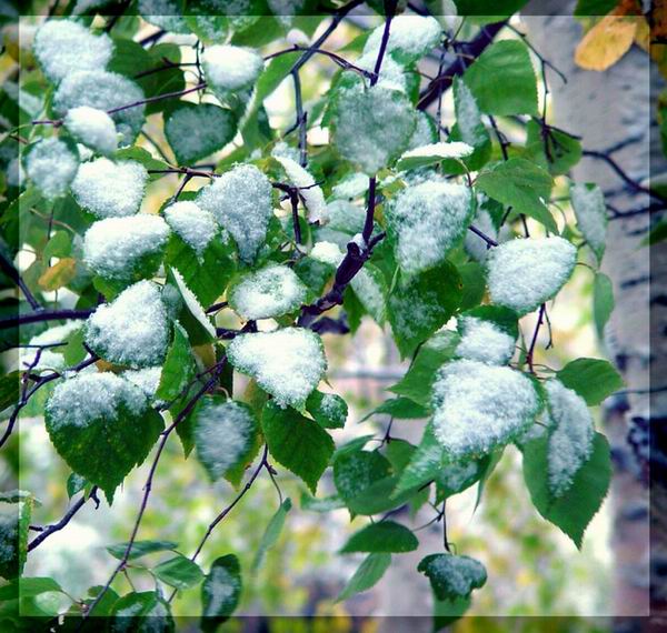photo "First snow" tags: nature, montage, 