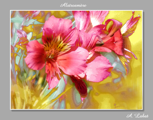 photo "alstroemere" tags: montage, 
