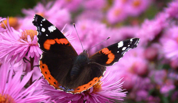 фото "Red Admiral on Michaelmas Daisies" метки: макро и крупный план, природа, насекомое